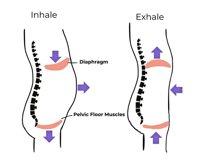 Diagram showing the effects of inhaling and exhaling on the pelvic floor